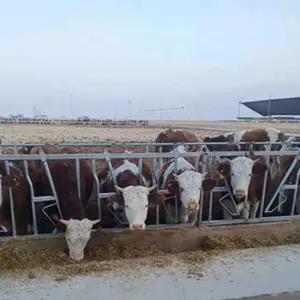 Necessary equipment for dairy farm of dairy cow headlock cattle headlock