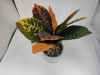 Tanaman Croton Buatan Super Realistis dengan Pot dan Dekorasi Kerikil Bergaya Anyaman, Warna Oranye, Kuning, dan Hijau Tua