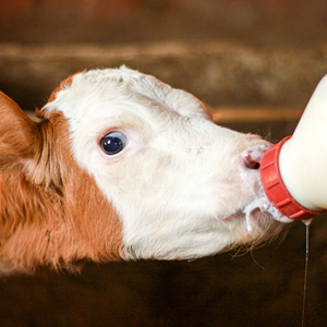 <span class=keywords><strong>Tétine</strong></span> en <span class=keywords><strong>caoutchouc</strong></span> pour veau WANJIA, <span class=keywords><strong>tétine</strong></span> d'alimentation pour bétail, pour <span class=keywords><strong>biberon</strong></span> de lait pour veau, utilisation dans les fermes laitières, équipement d'alimentation animale - Product Image 2