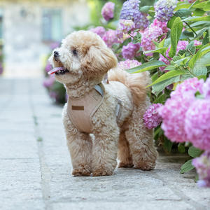 <span class=keywords><strong>Harnais</strong></span> <span class=keywords><strong>pour</strong></span> animaux de compagnie de style coréen, spécial <span class=keywords><strong>pour</strong></span> petits chiens, Teddy, Bichon Frisé, <span class=keywords><strong>Yorkshire</strong></span> Terrier, laisse <span class=keywords><strong>pour</strong></span> chien en maille respirante <span class=keywords><strong>pour</strong></span> l'extérieur - Product Image 5