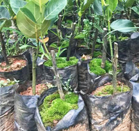 Tas bibit pembibitan plastik hitam luar ruangan kualitas tinggi pot akar tanah tanaman poli kantung benih