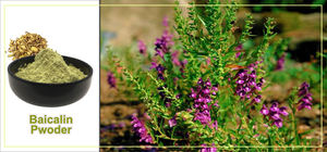 ผงสกัดสมุนไพรธรรมชาติ 85% บาอิคาลิน สารสกัดจากรากบาอิคาเลนซิส ผงสกัดสคูเทลลาริน บาอิคาเลอิน - Product Image 6