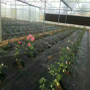 Buy Pp Ground Cover Weed Control Control Weed Mat Pp Woven
