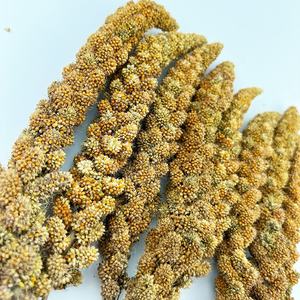 Nourriture pour animaux, prix bon marché, spray de <span class=keywords><strong>millet</strong></span> jaune de bonne qualité pour l'alimentation des <span class=keywords><strong>oiseaux</strong></span> 6-12 pouces - Product Image 2