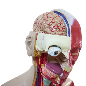 Modèle de <span class=keywords><strong>torse</strong></span> humain avancé en PET pour la science médicale et l'anatomie, à double sexe, avec dos ouvert révélant les couches musculaires (mâle et femelle) - Product Image 4