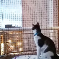 Enclos extérieur pour chat filet de protection pour chat noir filet de protection pour chat fenêtre balcon protection