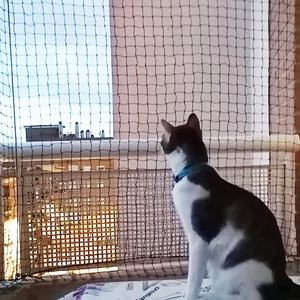 屋外猫囲い黒猫ネット猫安全保護ネット窓バルコニー保護 - Product Image 2