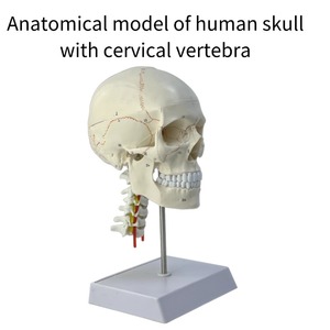 脳神経科教育医学のための頸椎を持つ1:1頭蓋脳解剖モデル人間の頭蓋骨 - Product Image 2