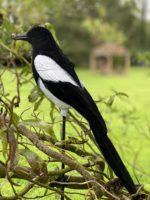 Leurres de chasse Floqué Magpie Leurre Oiseaux Pour Piège Oiseau Peint Décoration De Jardin