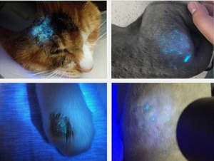 Lámpara de Wood Veterinaria para Detección de Enfermedades Cutáneas <span class=keywords><strong>en</strong></span> Mascotas, Prueba de Tinea <span class=keywords><strong>en</strong></span> Gatos, Análisis con Lupa - Product Image 2