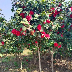 Camellia sinensis(L.)O.Kuntze, magnifiques plantes ornementales, semis, décoration pour la maison et l'hôtel, arbre à fleurs de camélia avec pot - Product Image 1