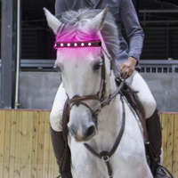 Bandeau lumineux LED cheval, vente en gros, usine,