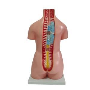 인체 모델 몸통 모델 인간의 몸통 근육 모델 - Product Image 4
