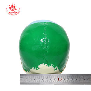 FRT021 แบบจำลองกะโหลกศีรษะขนาดใหญ่สีธรรมชาติ พร้อมการสาธิตการแยกสีกระดูกสำหรับการเรียนการสอน; แบบจำลองกะโหลกมนุษย์สำหรับการแยกสีกะโหลกทางการแพทย์ - Product Image 3