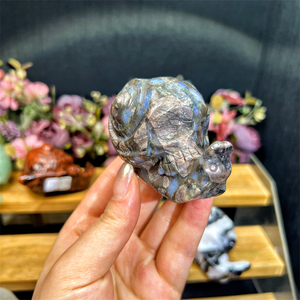 Kindfull, gran oferta, cristales naturales de alta calidad, mezcla de materiales, <span class=keywords><strong>caracol</strong></span> con calaveras para Decoración - Product Image 6