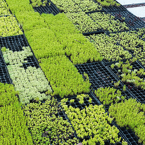 Plateau de germination de l'agriculture Offre Spéciale plateau de semences <span class=keywords><strong>en</strong></span> plastique pour la maison jardin Micro plantes vertes Pots de fleurs et jardinières - Product Image 3
