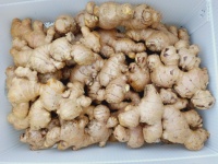 Graines de gingembre frais de qualité supérieure Gingembre séché Fournisseur biologique Gingembre frais de Chine
