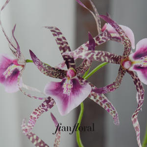 فونغ يان العنكبوت السحلية لمسة كرمة الأوركيد مع أوراق اصطناعية السيمبيديوم شنقا الزهور فالاينوبسيس - Product Image 1