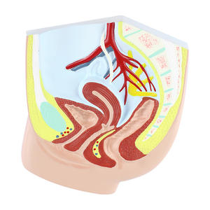 Blase und Harnleiter zum Unterrichten der anatomischen Struktur des menschlichen Harn system modells männlich und weiblich - Product Image 6