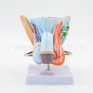 Modèles d'anatomie interne et externe des organes génitaux masculins ; Modèles d'anatomie reproductive masculine ; Modèle de testicule ; Modèle de pénis - Product Image 4