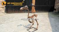 Mon Dino éteint Réaliste Animal grandeur nature Squelette complet de Dodo