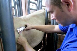 Calibrador Veterinario Cutimetro TT para Medir la Reacción a la Tuberculina - Product Image 5