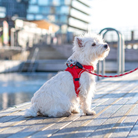 Harnais ergonomique 3D pour chien, sangle réglable, garniture réfléchissante, design pour toutes les races, ensemble de harnais pour chien en néoprène personnalisé