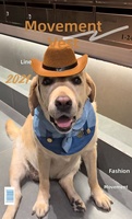 Écharpe rouge double couche style cowboy western pour animaux de compagnie, bavoir anti-bave, chapeau en jean pour chat, accessoire de tête pour chien, tenue de déguisement, motif vache, étoile de shérif, polyester