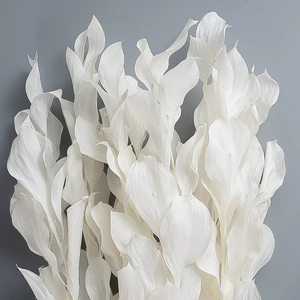 Plantas <span class=keywords><strong>de</strong></span> Ruscus Secas y Conservadas, Follaje Eterno, Hojas <span class=keywords><strong>de</strong></span> Citrus Reticulata Decorativas, Hojas <span class=keywords><strong>de</strong></span> Ruscus Secas al por Mayor, Hoja Naranja Seca - Product Image 1