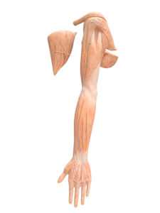 Modelo de Extremidades Superiores con Vasos Sanguíneos, Venas y Arterias - Product Image 3