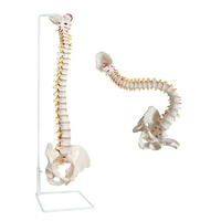 A120CB 85 cm Modelo de enseñanza médica de columna vertebral y pelvis flexible de PVC avanzado, tamaño real, natural, marca ADA