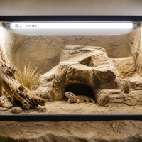 LuckyHerp T8 25W Lampe UVB Spirale en Verre 15.0 pour Reptiles - Écologique Intérieur Toutes Saisons JX-FL8T2515