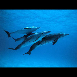 Op maat gemaakte transparante nieuwe stijl kristalheldere acryl wand grote <span class=keywords><strong>aquarium</strong></span> viskom fabriek op maat groothandel - Product Image 6