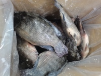 Volle Zwarte Tilapia IQF Diepvriesvis 100% Natuurlijk OPTIMUM Merk China Groothandel Export