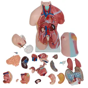 Anatomie Model,45Cm Medische Afneembare Biseksueel Menselijk Lichaam Torso Anatomie Model