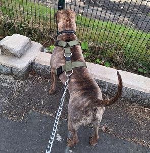 Arnés Táctico para Perros de Servicio, Arnés de Entrenamiento Antitirones para Cachorros, Chaleco para Pitbull, Arnés Canino Táctico para Perros - Product Image 4