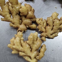Gingembre frais de grande taille 300g+ de haute qualité du Yunnan, provenant directement de l'usine chinoise, approvisionnement stable en gros