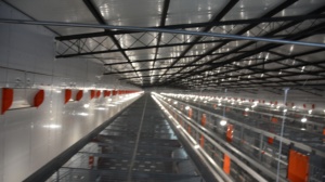 Nuevo sistema de jaulas de batería galvanizadas para 50.000 <span class=keywords><strong>aves</strong></span>, equipo automático de alimentación para gallinas ponedoras de granja - Product Image 3
