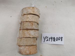 Legno di betulla - Product Image 4