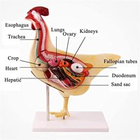 Modelo de Anatomía Realista de Pollo, Modelo de Órganos Víscerales para Investigación, Modelo de Biología Desmontable para Demostración de Enseñanza Animal, CE/ISO
