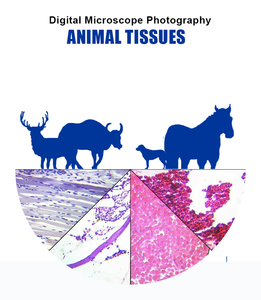 Diapositivas educativas preparadas Fábrica Biología Animal Parasitología Diapositivas biológicas Preparadas para uso en microscopio preparado para la universidad - Product Image 5