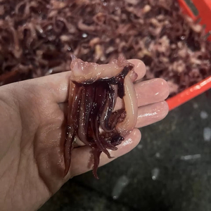 Tentáculos de <span class=keywords><strong>pulpo</strong></span> bebé de tamaño pequeño Tentáculos de <span class=keywords><strong>pulpo</strong></span> congelados - Product Image 1