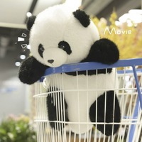 Jouets en peluche personnalisés, adorables et colorés, en forme de panda, peluches douces pour enfants et décoration intérieure