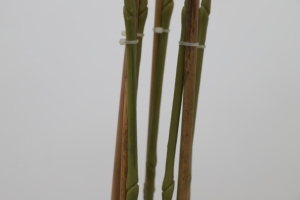 Real Tough White Plastic <strong>Orchid</strong> Flower Stem, Artificial <strong>Orchid</strong>, <strong>Orchid</strong> Flower Artificial - Product Image 2