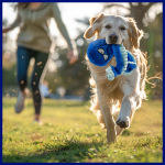 Hung hăng nhai, Đồ chơi chó lớn để giữ cho chúng bận rộn tương tác Squeaky Dog đồ chơi Crinkle Dog Toy Blue Octopus - Product Image 5