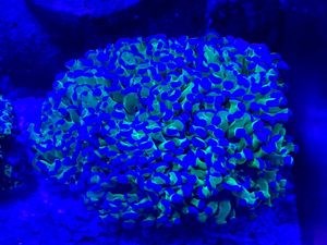 CTLite our W قابل للبرمجة 6 قنوات IP65 طيف كامل منخفض الضوضاء مؤقت ضوء الشعاب المرجانية لحوض السمك في المياه المالحة - Product Image 6