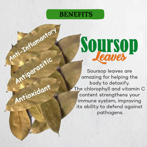 1kg de feuilles de corossol séchées (Guanabana) de BourNeels Graviola biologique de ferme pour le thé santé et les herbes - Product Image 1