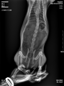 Detector de Rayos X <span class=keywords><strong>Veterinario</strong></span> con Cable, Sistema DR de Panel Plano, <span class=keywords><strong>Tablero</strong></span> de Imágenes de Radiografía Digital para Clínica Veterinaria de Caballos, Perros y Gatos - Product Image 3