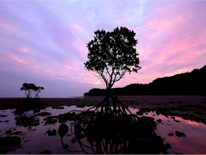 Pa nasonic H-F007014E LUMIX G Vario 7-14มม. F4.0 asph. เลนส์ - Product Image 5