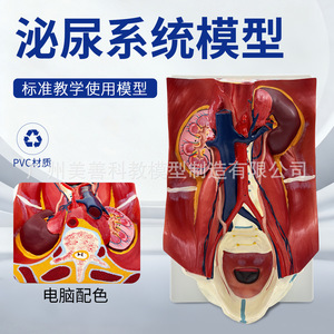 Modelo del sistema urinario humano; pared abdominal posterior, riñones, vejiga, órganos abdominales; estructura anatómica de datos médicos de IA - Product Image 3